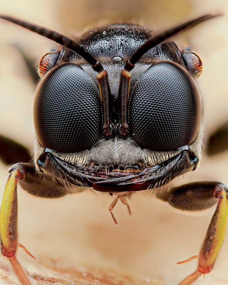 Close-up portrait of a digger wasp
