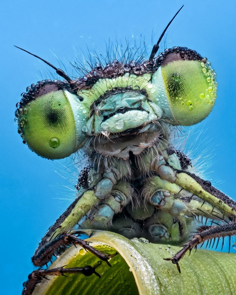 Portrait of a damselfly