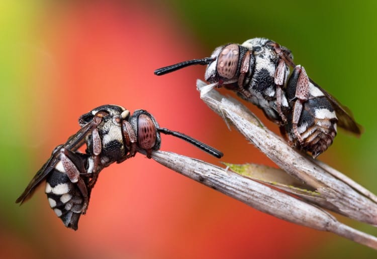 Two cuckoo bees (Epeolus variegatus) fast asleep on a blade of grass