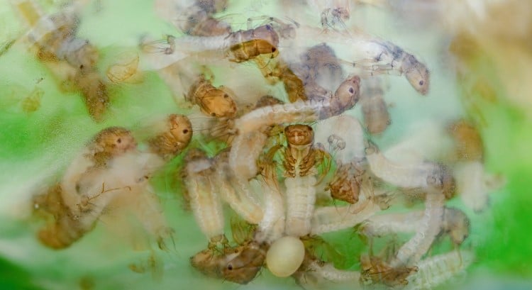 Caddisfly larvae in a jelly egg sac