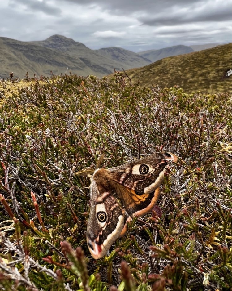 male Emperor moth (Saturnia pavonia) at rest on heather on the slopes of Meall Buidhe with the peak of Stuchd an Lochain in the background.