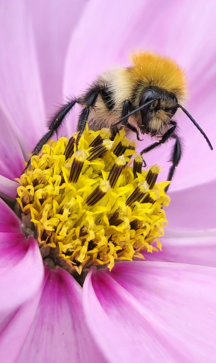 Bumble bee pollinating a flower