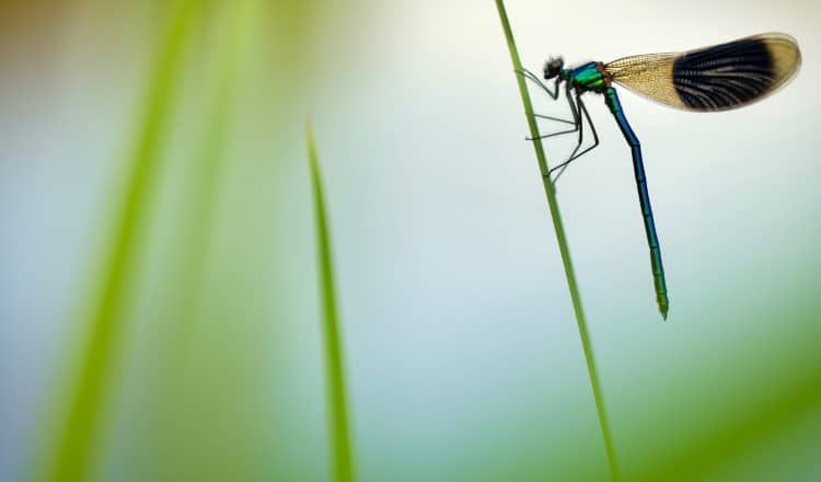 Banded demoiselle on a blade of grass