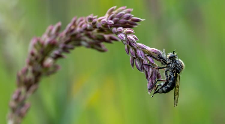 Fly eating another fly on lavendar