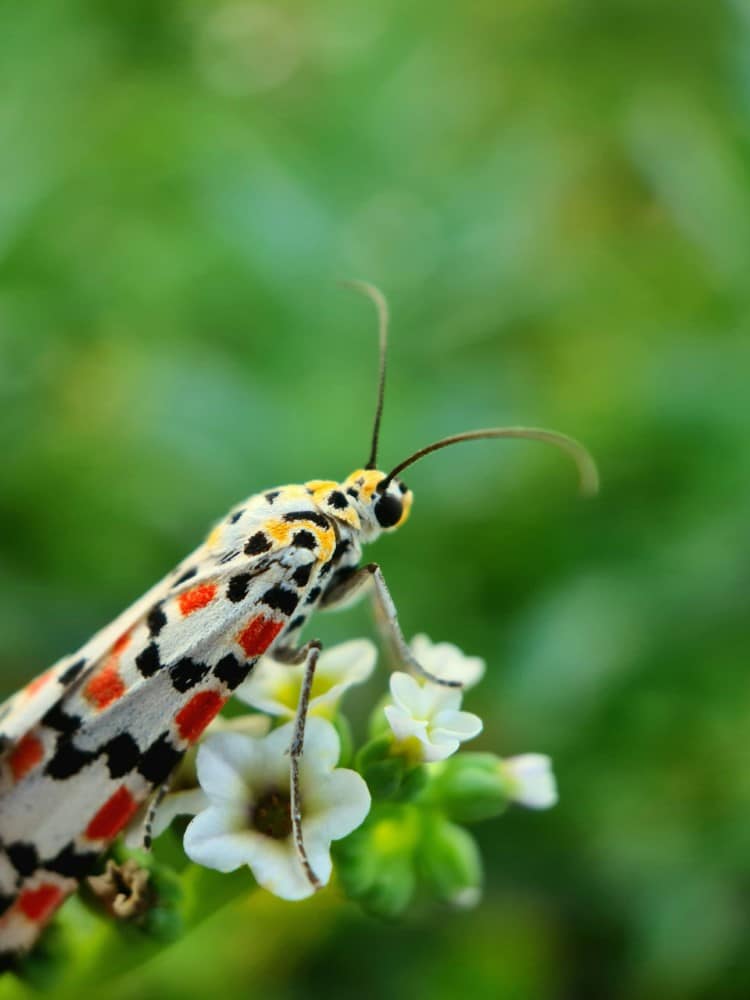 Crimson speckled moth perched on a flower