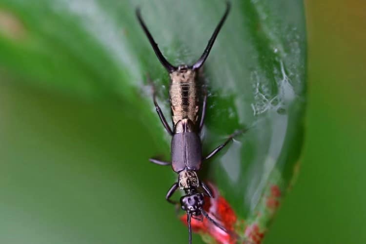 Earwig lying on a leaf