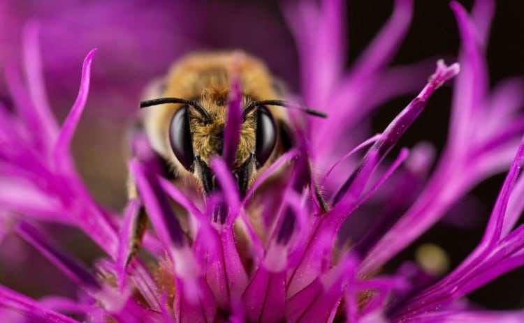 Leafcutter bee sleeping in some greater knapweed, (Centaurea scabiosa).