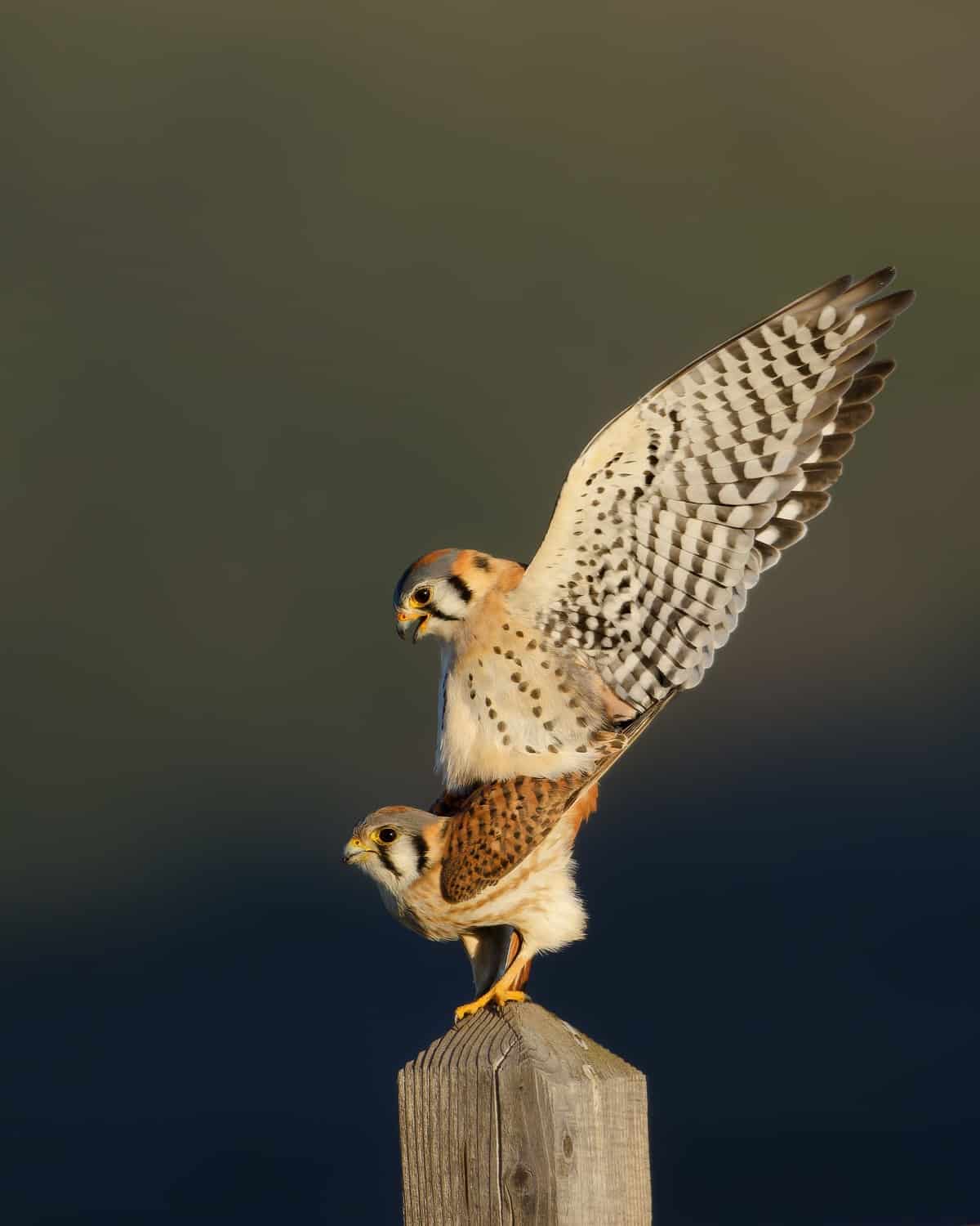 n American Kestrel stands on a post in profile, and a male kestrel is on her back with his wings stretched behind him