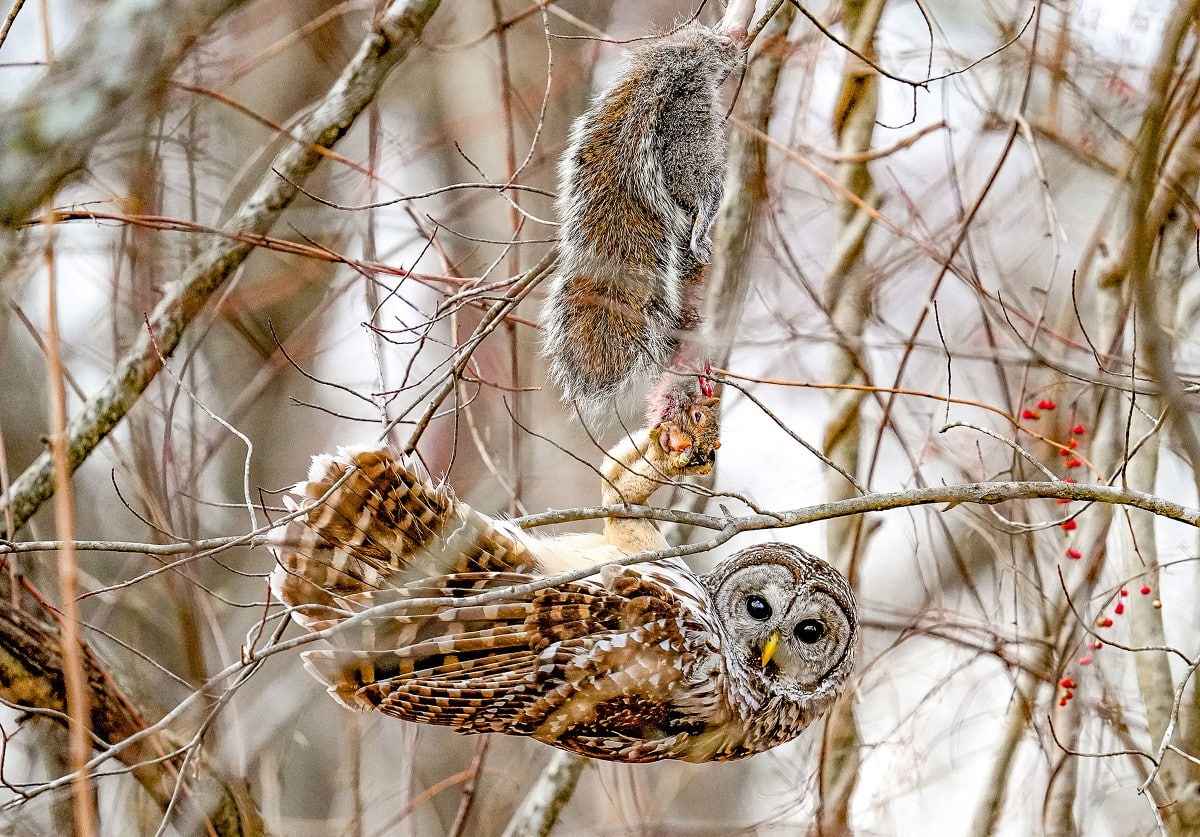 A Barred Owl hangs upside down from a thin tree branch, its body horizontal, its face turned and looking at the camera. Above it hangs a squirrel on a branch.