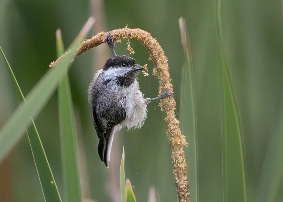 A Black-capped Chickadee clings to a single beige hook-shaped stem filled with seeds. 