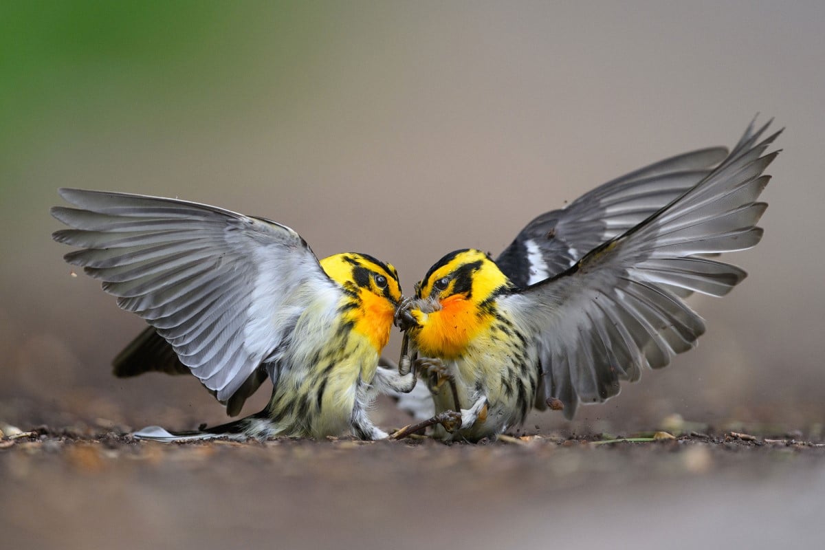 ​​Two Blackburnian Warblers face each other in profile, their gray and white wings outstretched behind them. 