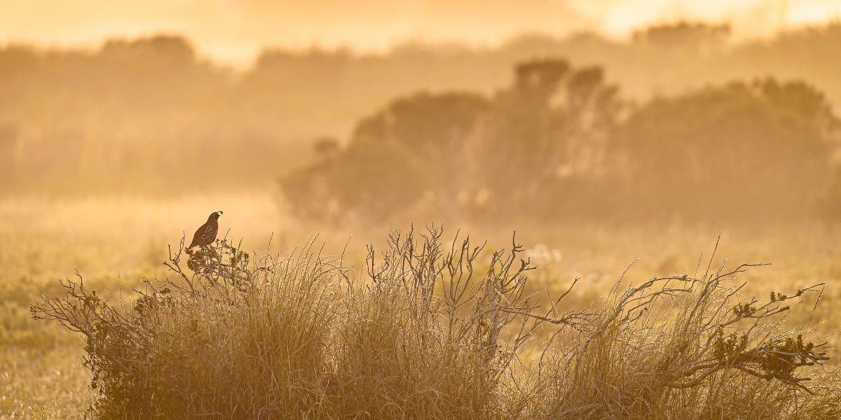 A California Quail perches on top of a small bush in a field. The scene is a muted brown and orange, with layers of light and dark. 