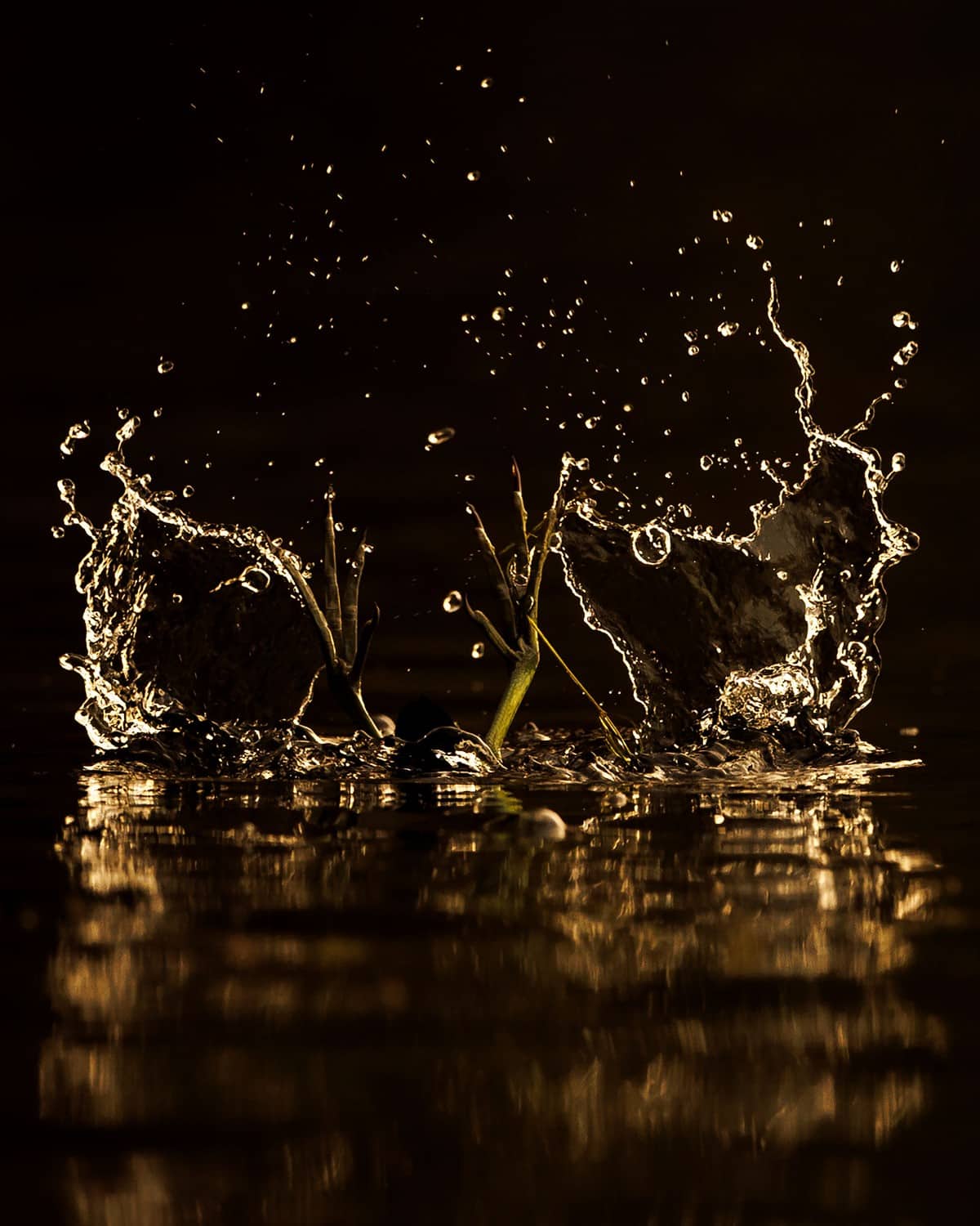  Common Gallinule’s green feet stick straight out of the surface of water, while its body is submerged and not visible.