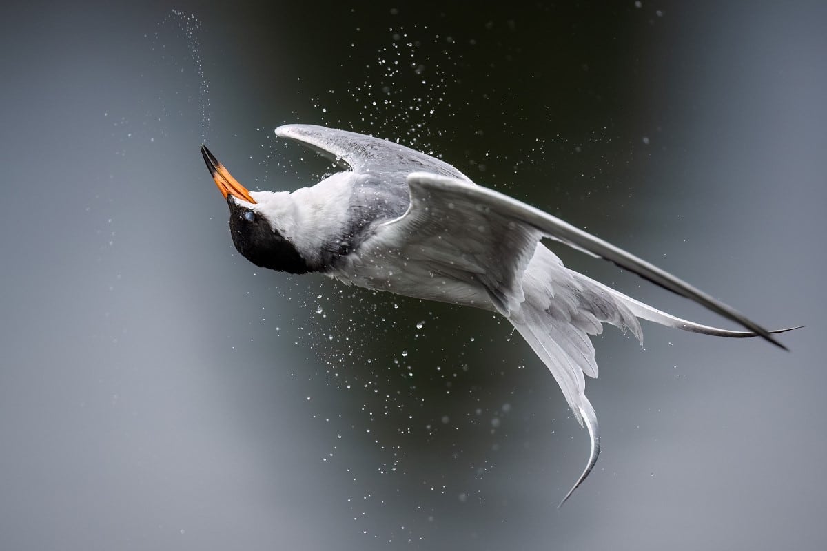 A Forster’s Tern is in the air, its head turned almost 180 degrees so that its bill is pointing almost straight up, and its tail is twisted. 