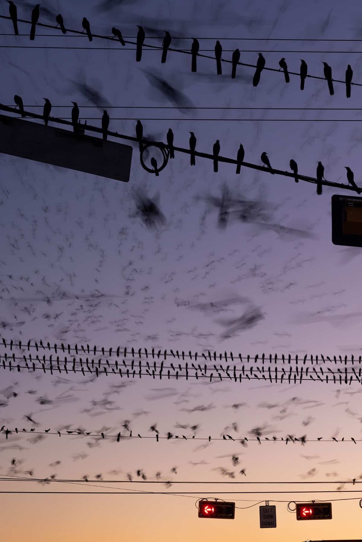 Silhouetted grackles perch on power lines that bisect the image, with their tails nearly all pointing in the same direction. 