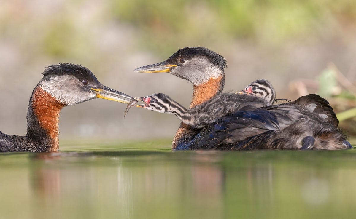 Two adult Red-necked Grebes face each other in the water.