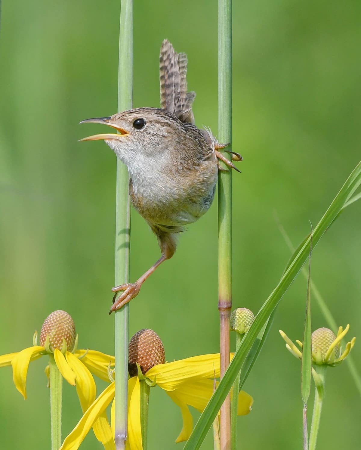 A tiny russet brown Sedge Wren grasps two long, parallel stems as if they were stilts.