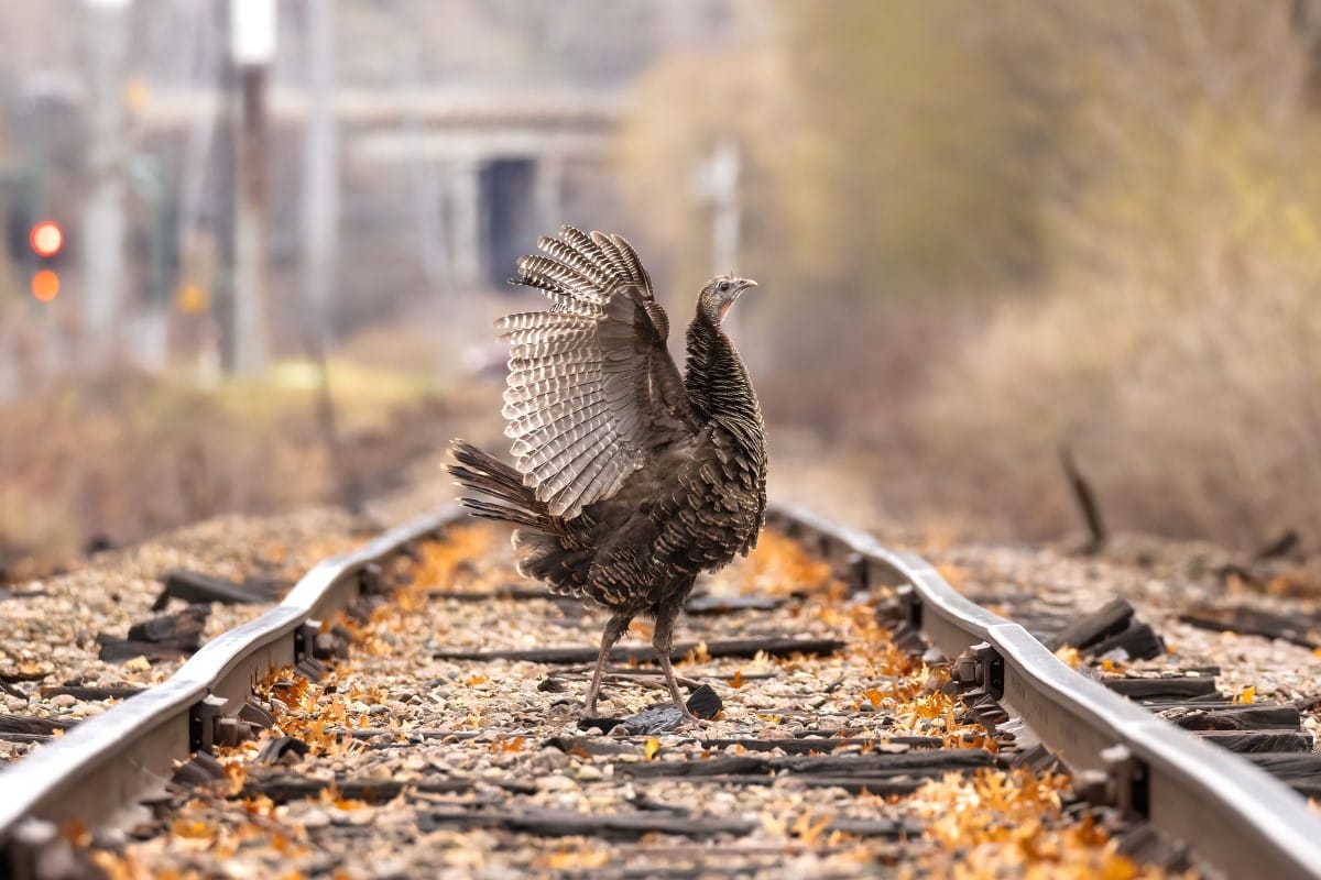 A female Wild Turkey stands in profile, and her head is held high and wings are fanned out behind her. 