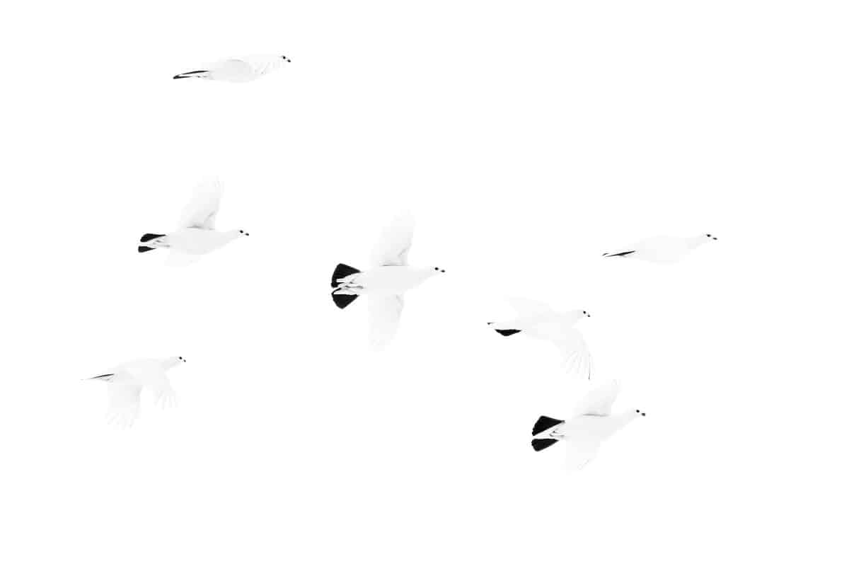 ​​Seven Willow Ptarmigan are staggered throughout the image in various stages of flight