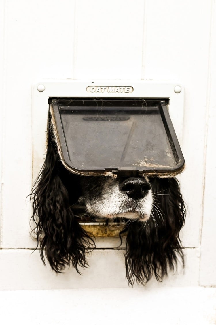 Dog with head stuck in doggie door