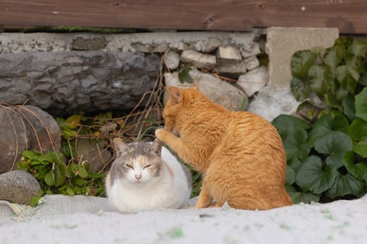 Orange cat and calico cat