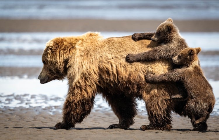 Brown bear mother walking with cubs clinging to her back