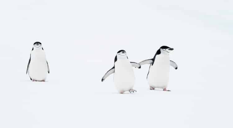 Group of chinstrap penguins in Antarctica