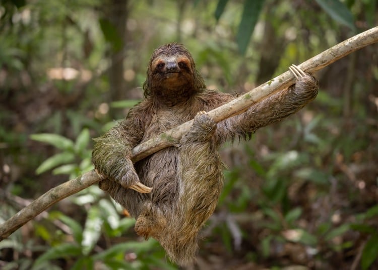 Three toed sloth hanging on a branch in Costa Rica