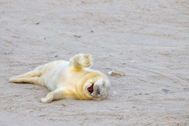 Newborn seal rolling in sand on the beach