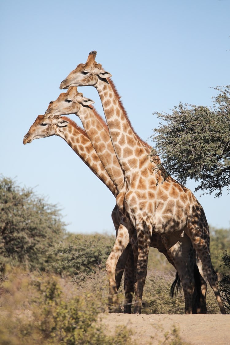 Three giraffes at the Green Kalahari in South Africa