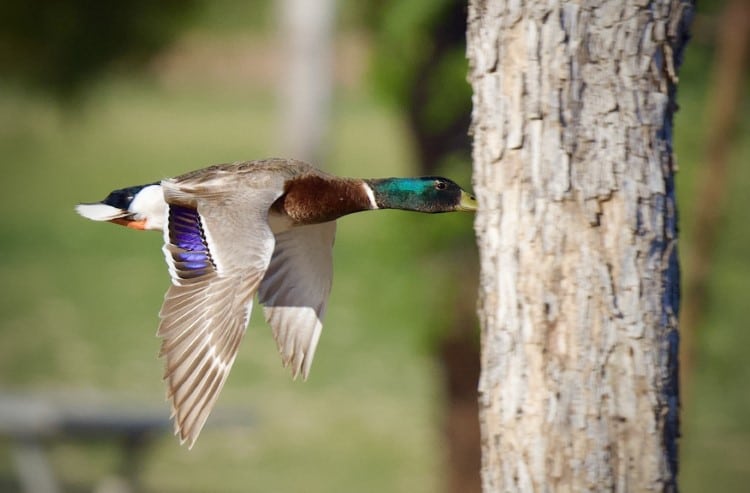 Male mallard flying behind a tree