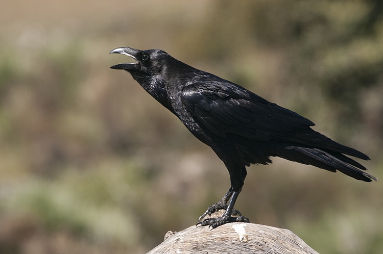 Scientists Discover Crows Can Count Out Loud