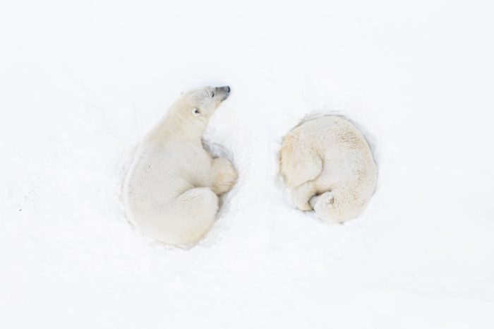 Drone photo of polar bears curled up in the snow