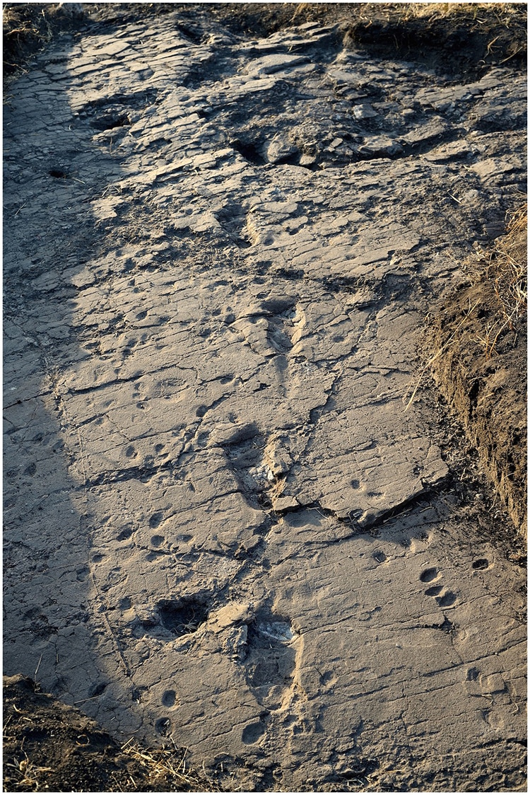 3.6-Million-Year-Old Hominid Footprints Endangered by Climate Change