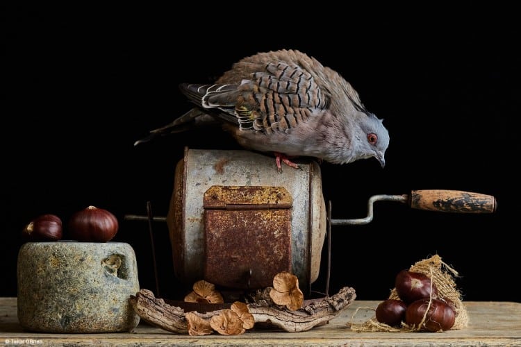 Crested dove with chestnuts on a table