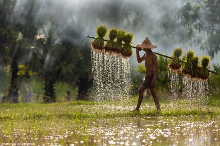Young rice farmer carrying rack of rice sprouts across a paddy field in Thailand