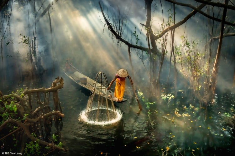 A Burmese fisherman attempts to make a catch in a mangrove forest.