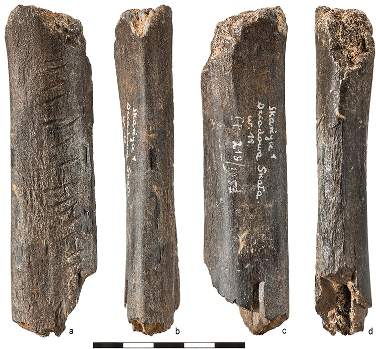Carved Bone of Prehistoric Bear May Be Earliest Neanderthal Art