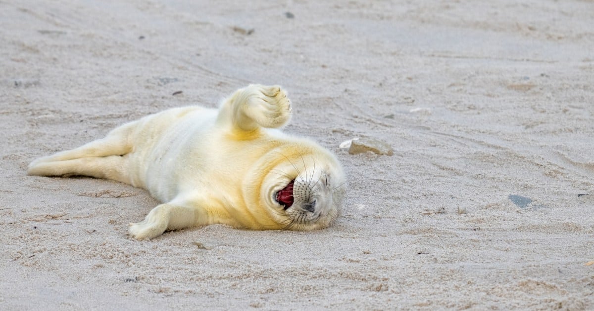 Silly Early Entries To The 2024 Comedy Wildlife Photo Awards