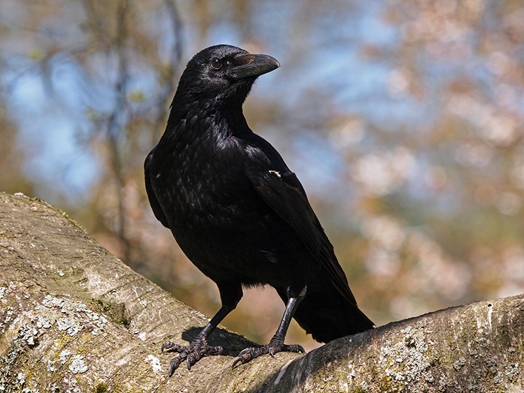 Scientists Discover Crows Can Count Out Loud