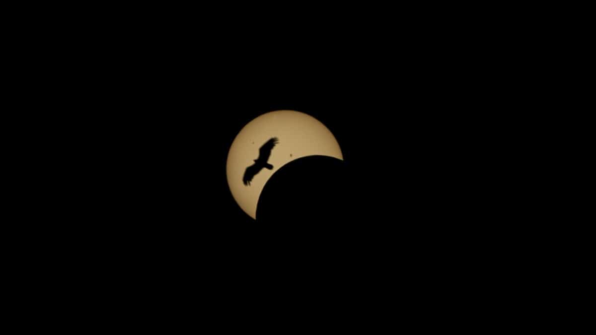 Bird flying by solar eclipse