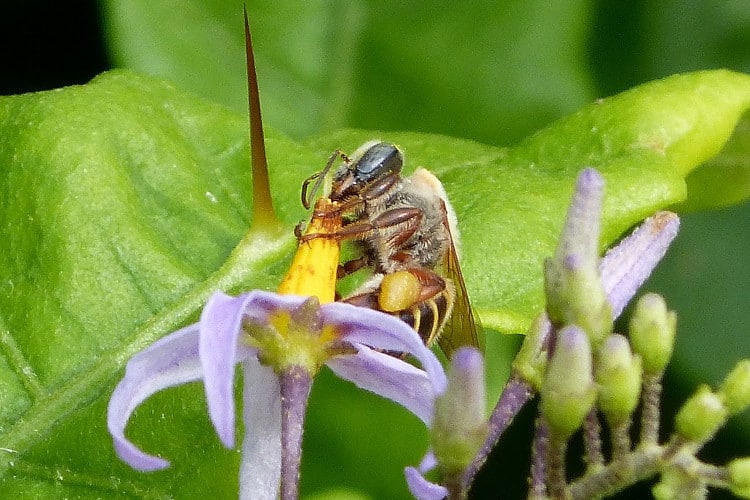 Melipona beecheii