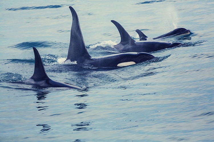 Four orcas swimming in the ocean and playing