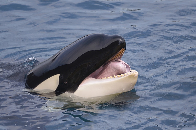 A playful looking orca