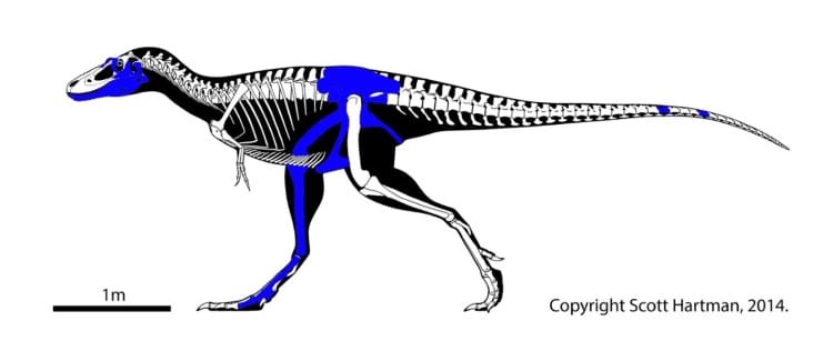 Photo of juvenile T. rex fossils found in South Dakota