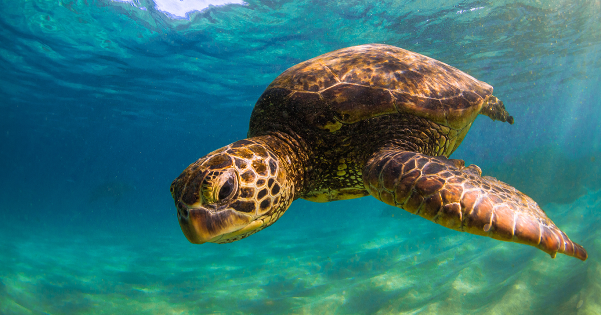 Hawaiian Teen Wins $10,000 for Research on Mysterious Outbreak Killing Sea Turtles