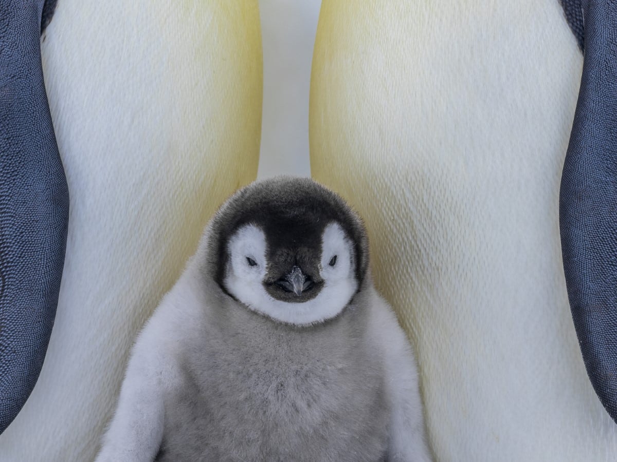 Portrait of a young penguin