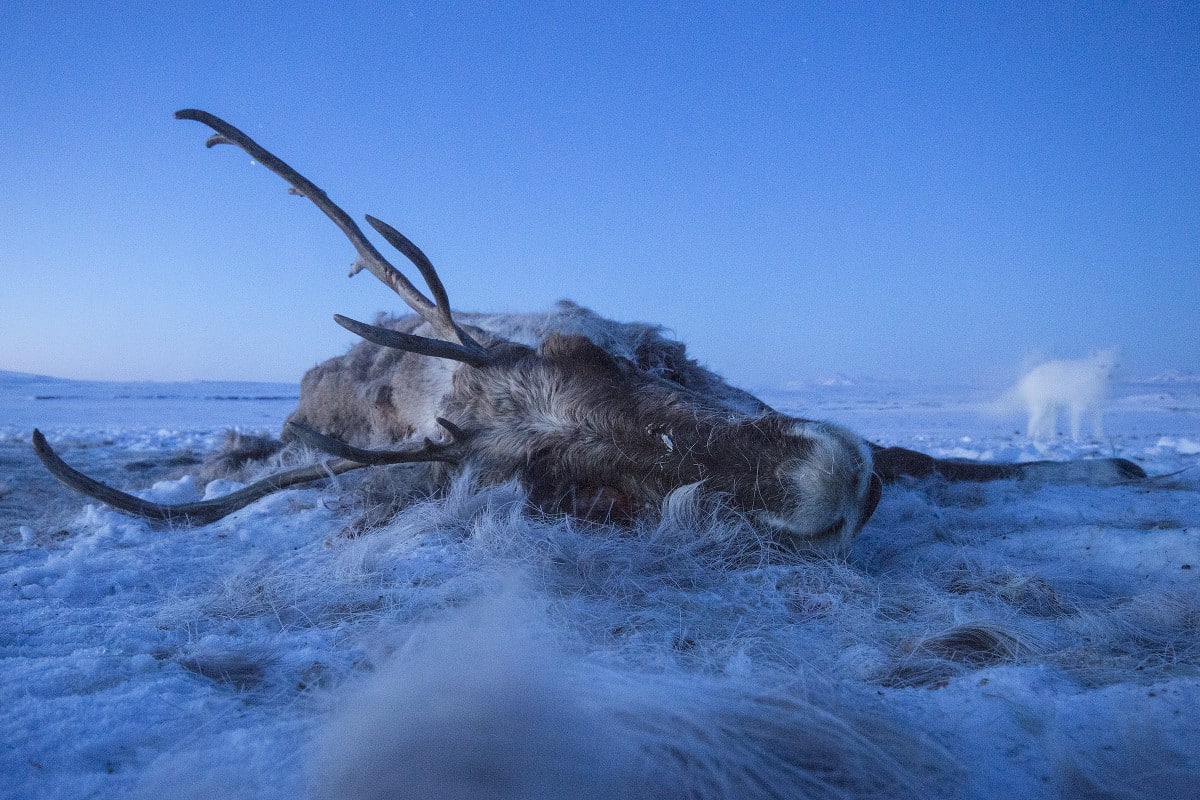 Caribou carcass in the North American Arctic