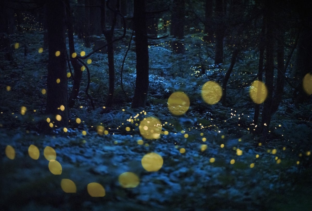 Fireflies in the forests of the Yamagata Prefecture