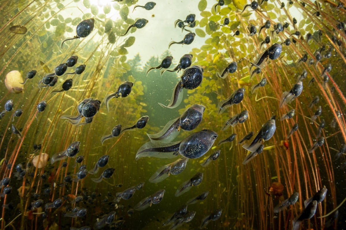 Toad tadpoles in the waters off Vancouver Island